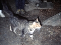 Grossfahrt des Stammes Raubvoegel, 1988 in den Bayerischen Wald, 22.07.1988 bis 07.08.1988, angegeben bei den Bildern  ist das Anfangsdatum, weil das Tagesdatum nicht mehr bekannt ist