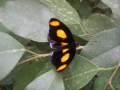 Busife-003