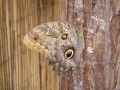 Busife-037