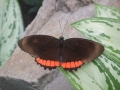 Busife-040
