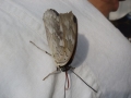 Busife-046