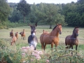Burgund-0352