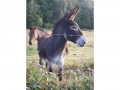 Burgund-0353