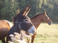 Burgund-0355