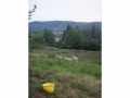 Burgund-0359