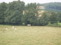 Burgund-0389