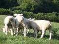 Burgund-0443