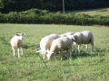 Burgund-0446