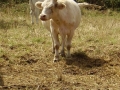 Burgund-0666