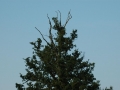 Burgund-0837