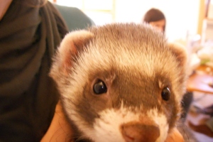 2006-13 Oscar le furet