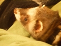 Oscar-009