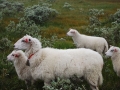 norwegen02-0293