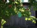 Buside2010-007