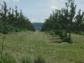Trufa-Aquila-11-013.jpg