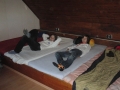 wila-11-020.jpg