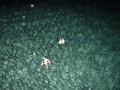 DSC03368