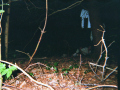 imm003_9A