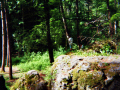 imm016_15
